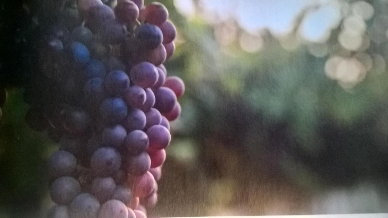 Acero Rosso B&B In Franciacorta Erbusco Eksteriør bilde