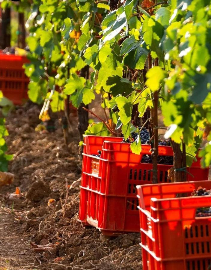 Acero Rosso B&B In Franciacorta Erbusco Eksteriør bilde