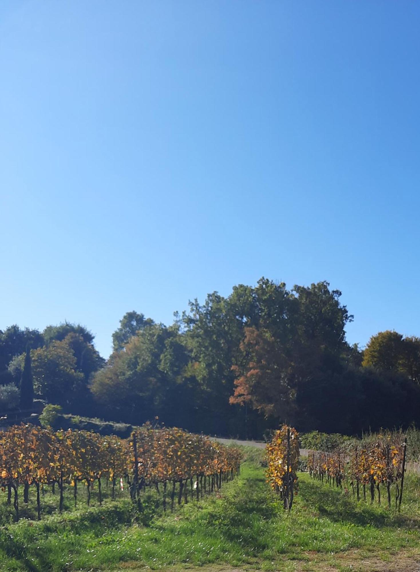 Acero Rosso B&B In Franciacorta Erbusco Eksteriør bilde
